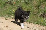 CHIEN FINNOIS DE LAPONIE 042